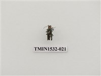 藏品(菊虎科)的圖片